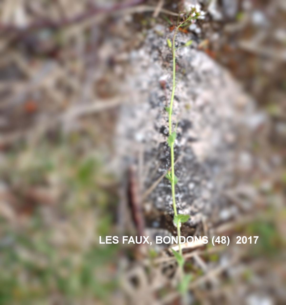 Whitlow Grass, Wall plant